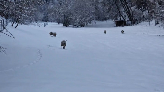 2024-01-18 Waarkdall_sheep.mp4