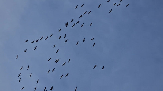 20240202_122114 Migrating birds.mp4