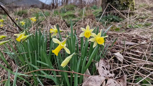 2024-03-09 Daffodils in the wind.mp4