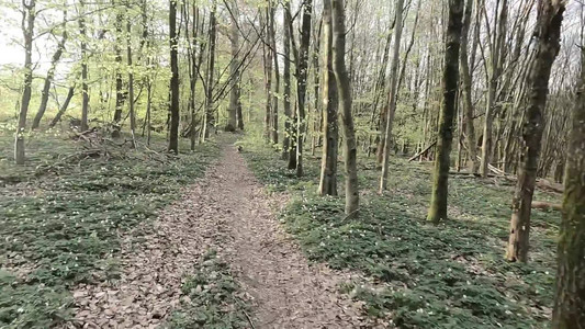 2024-04-12 Spring in the forest.mp4