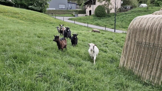 2024-05-05 Wark White Ernz.mp4