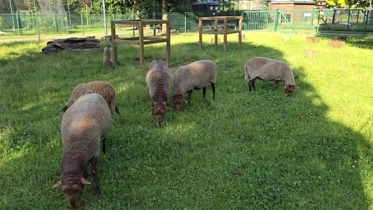 2024-07-29 sheep.mp4