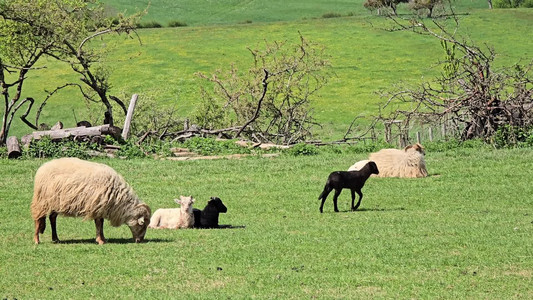 2025-04-26 Sheep.mp4
