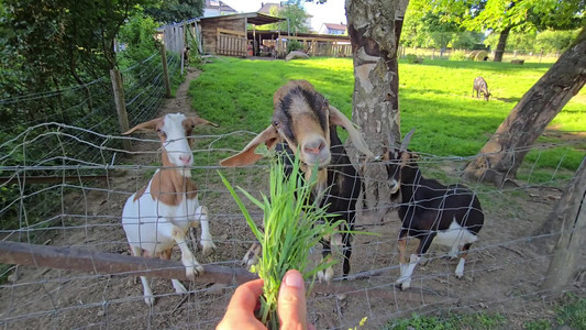 2025-06-24 Goats and more.mp4