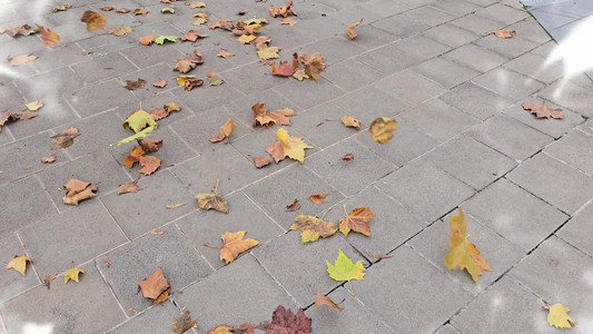 2025-10-23 Rain and Wind.mp4