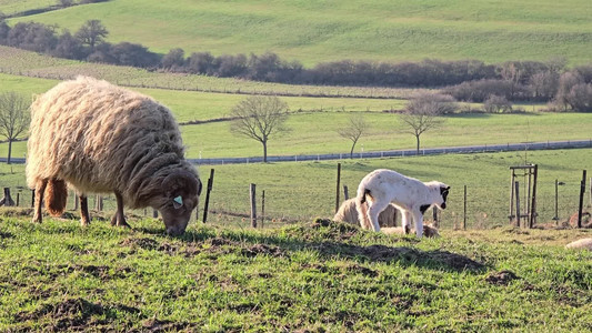 2026-03-04 Godbrange Sheep.mp4