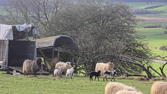 2026-03-12 Sheep.mp4