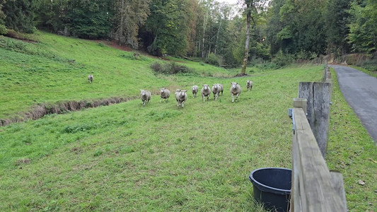 20261011_182133 Sheep.mp4